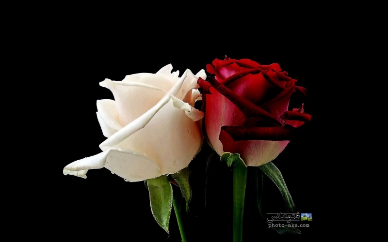 flowers_white_roses_red_rose.jpg