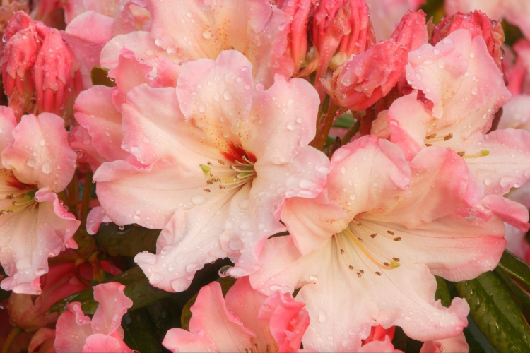 54173_Rhododendron Blossoms.jpg