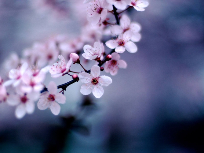 cherry-blossoms-h-20.jpg