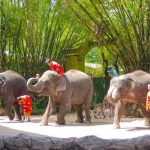 1304-bkk-safariworld-thailand.jpg