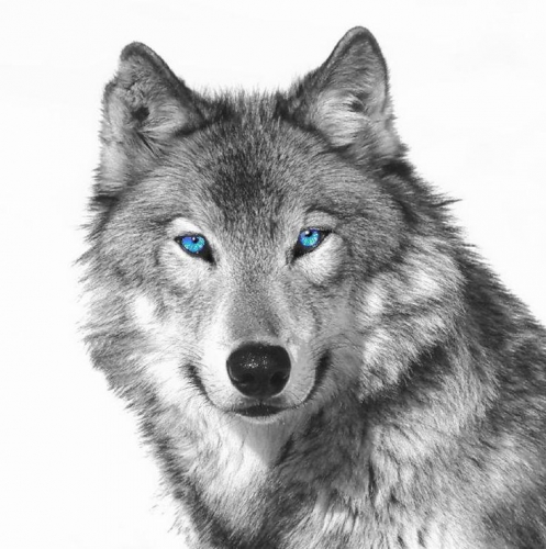 04d0592d3a3784760b2f2dc3475dad44--grey-wolves-gray-wolf.jpg