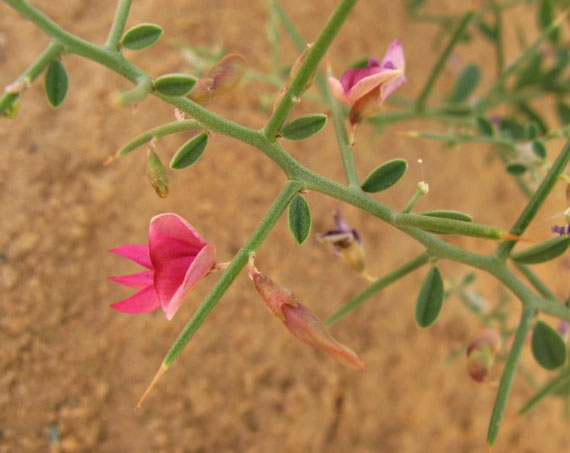 properties-and-benefits-of-camels-thorn-plant.jpg