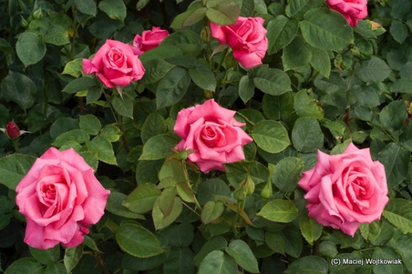 Rosa hybrida 5.jpg