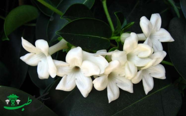 Jasmine-Razaghi-flower-2.jpg