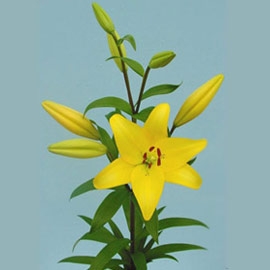 lily-yellow.jpg