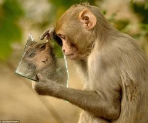 تصویر-میمون-در-آینه.jpg