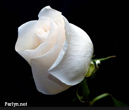 white-rose-17.jpg