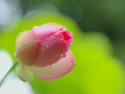 pink-lotus-flower-bud-close-up-dew-wallpaper-thumb.jpg