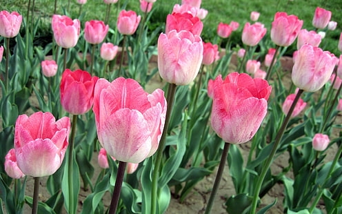 pink-tulips-flowers-field-wallpaper-thumb.jpg