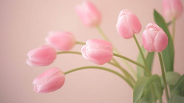bud-pink-tulips-flowers-pink-tulips-wallpaper-preview.jpg