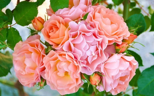 pink-rose-flowers-petals-buds-pink-and-orange-petaled-flowers-wallpaper-preview.jpg