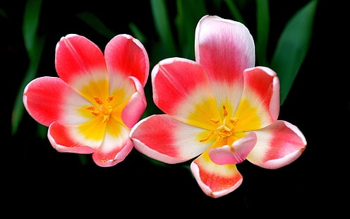 tulip-petals-macro-photography-pink-flowers-wallpaper-thumb.jpg