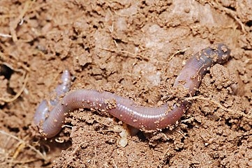 361px-Earthworm.jpg