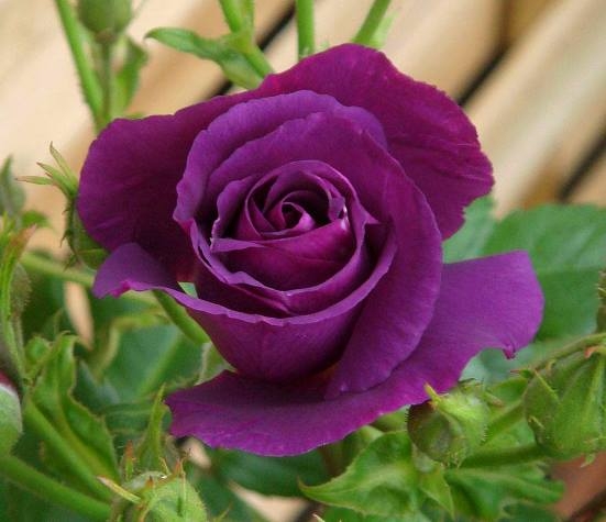 زیباترین-گل‌های-رز-جهان-1430.jpg
