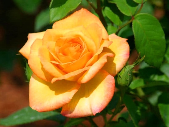زیباترین-گل‌های-رز-جهان-1531.jpg