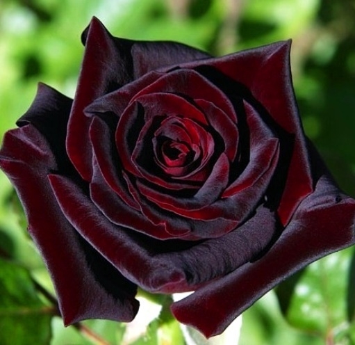 زیباترین-گل‌های-رز-جهان-1615.jpg