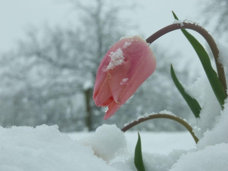 pink-tulip-winter-snow.jpg