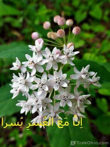 20150531_flower-fourleaf-milkweed_p1150054.jpg