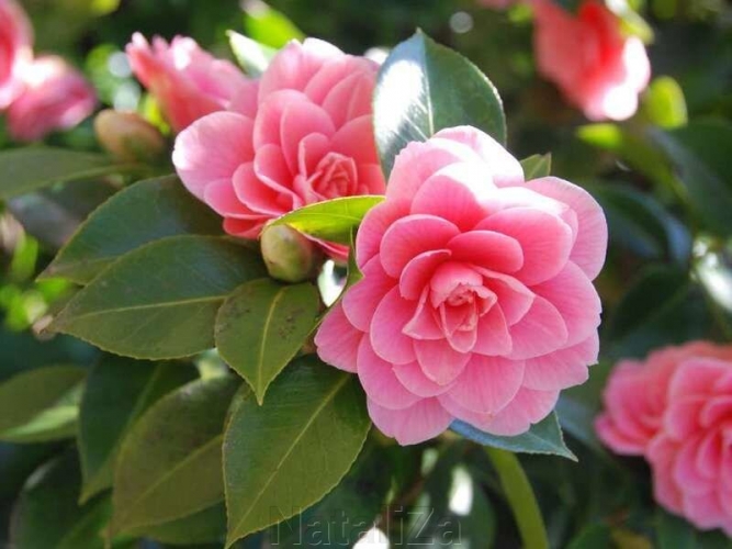 camellia-refined-30ml-maslo-kamelii-franciya_0e4f26d7723c1d8_800x600_1.jpg
